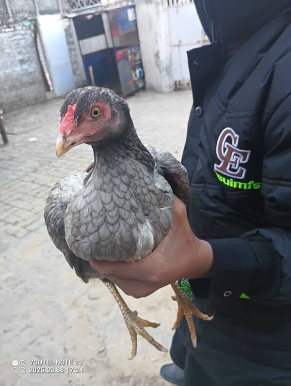 2 aseel hens and 2 aseel murgas 11