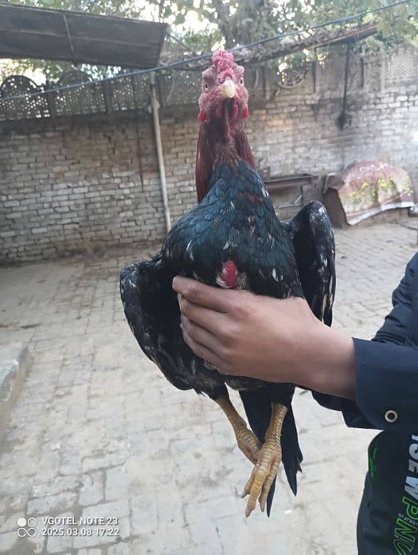 2 aseel hens and 2 aseel murgas 12