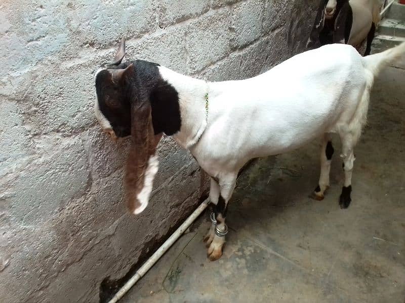 2 dant Bakra khassi hai qurbani ke Leye 0