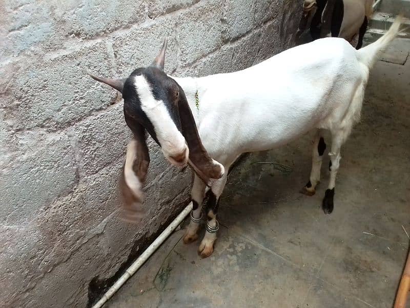 2 dant Bakra khassi hai qurbani ke Leye 1