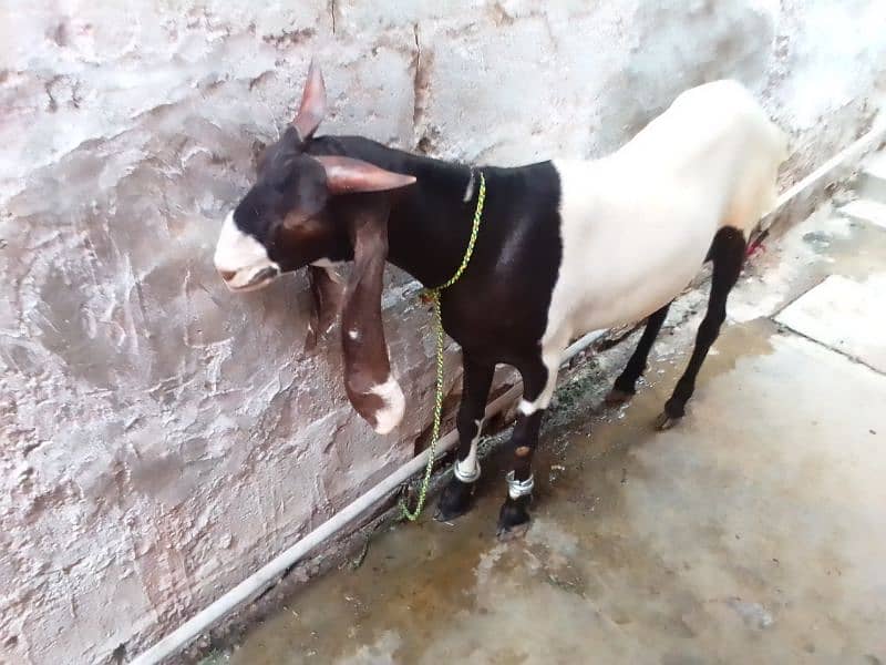 2 dant Bakra khassi hai qurbani ke Leye 2