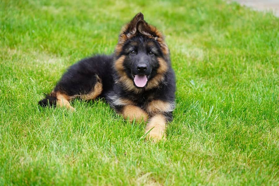 German shepherd | Puppy | GSD | Dog for sale | black and tane 0