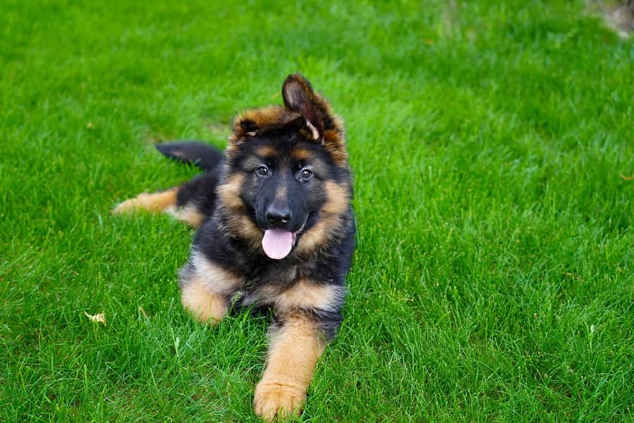 German shepherd | Puppy | GSD | Dog for sale | black and tane 1
