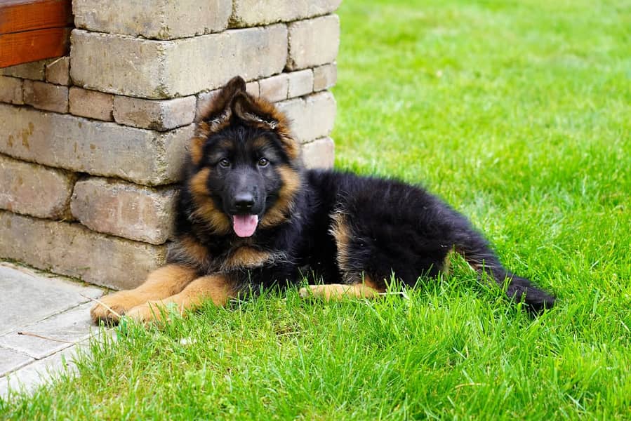 German shepherd | Puppy | GSD | Dog for sale | black and tane 2