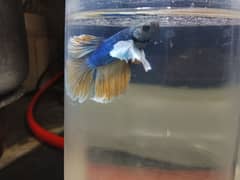 dumbo Air Batta male and female available good quality