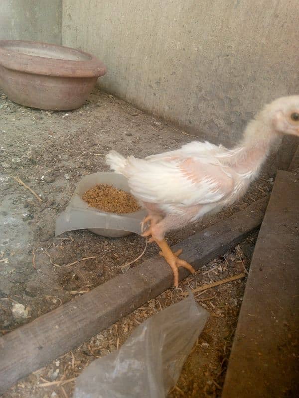 Heera White aseel bacha 0