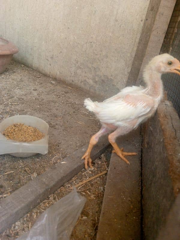 Heera White aseel bacha 1