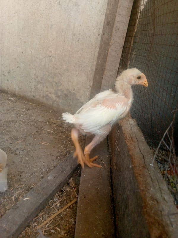 Heera White aseel bacha 2