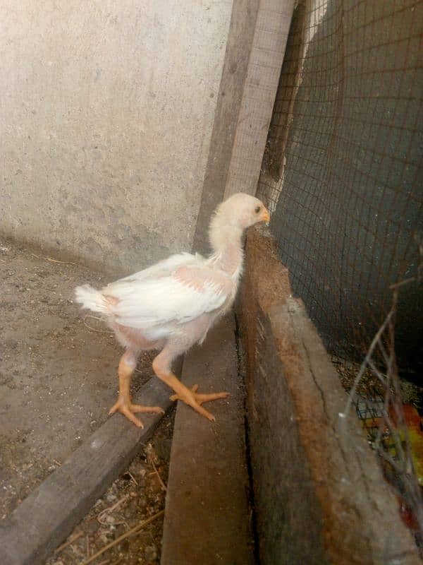 Heera White aseel bacha 3