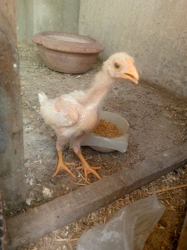 Heera White aseel bacha 6