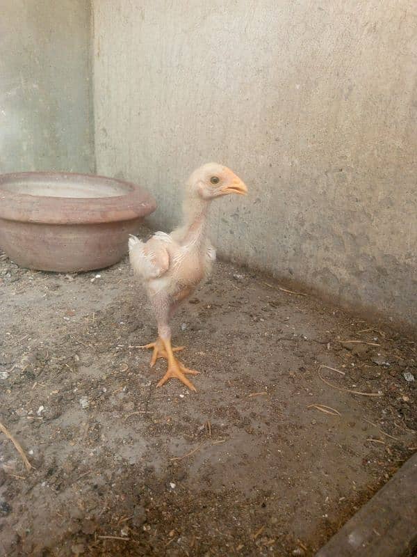 Heera White aseel bacha 8