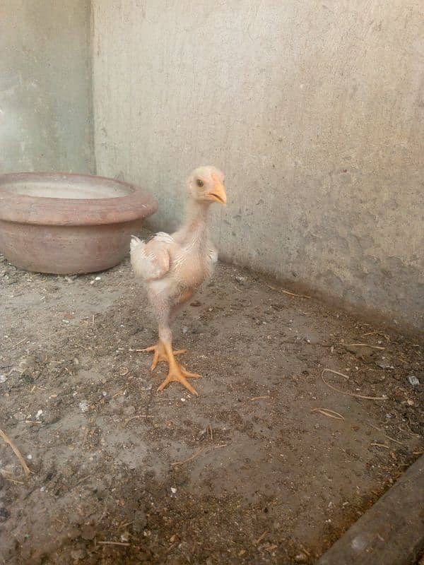 Heera White aseel bacha 9