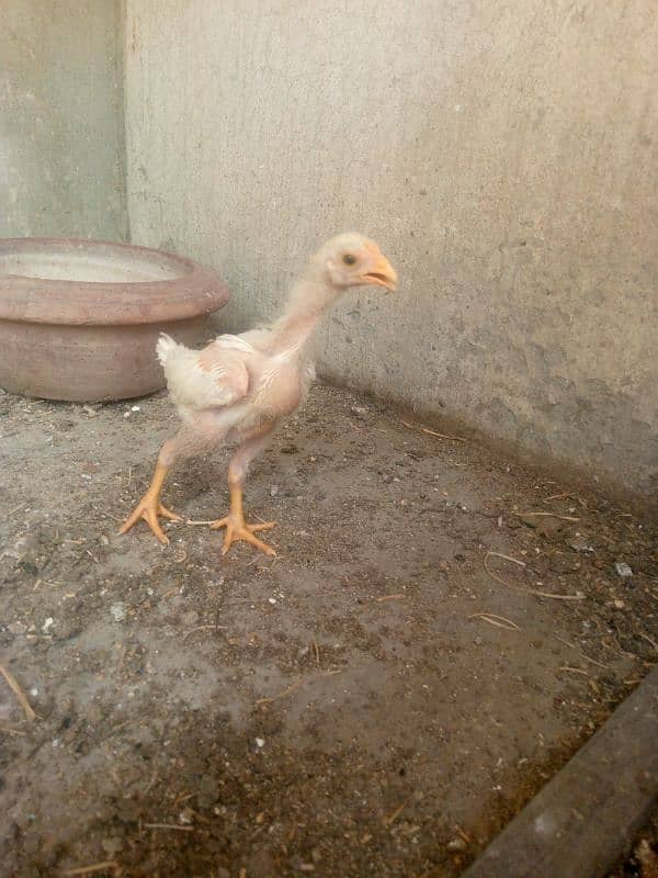 Heera White aseel bacha 10