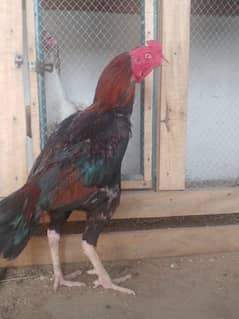 aseel pair madi long hieghted eggs dy rahi ha