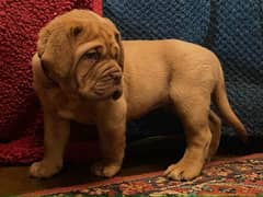 French mastiff Puppy | Dog for sale