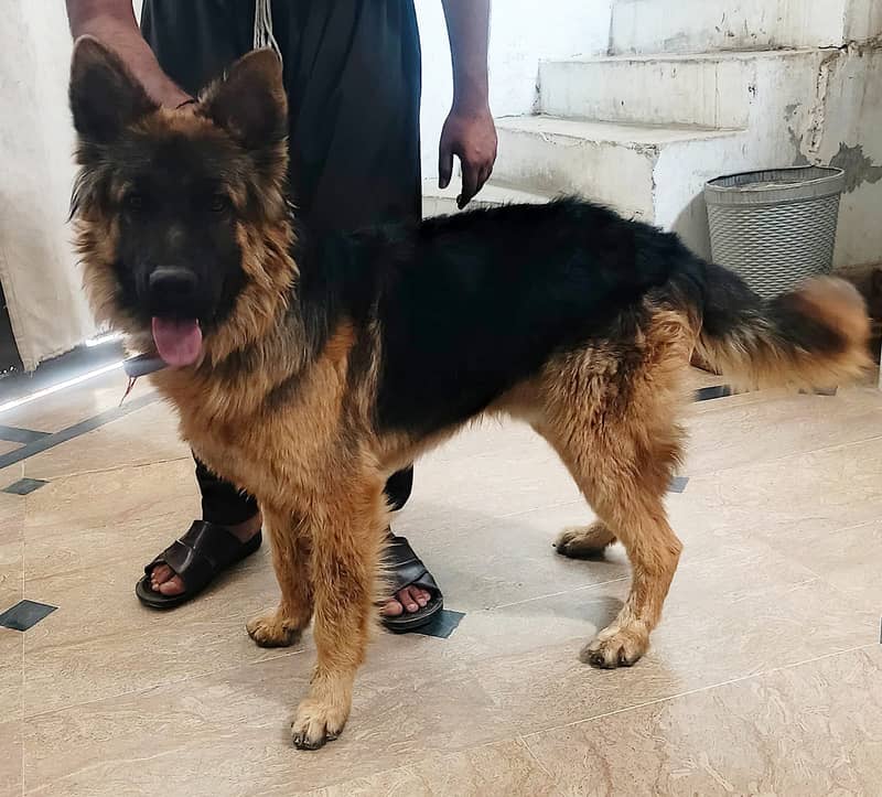German Shepherd Male Available for Sale 0