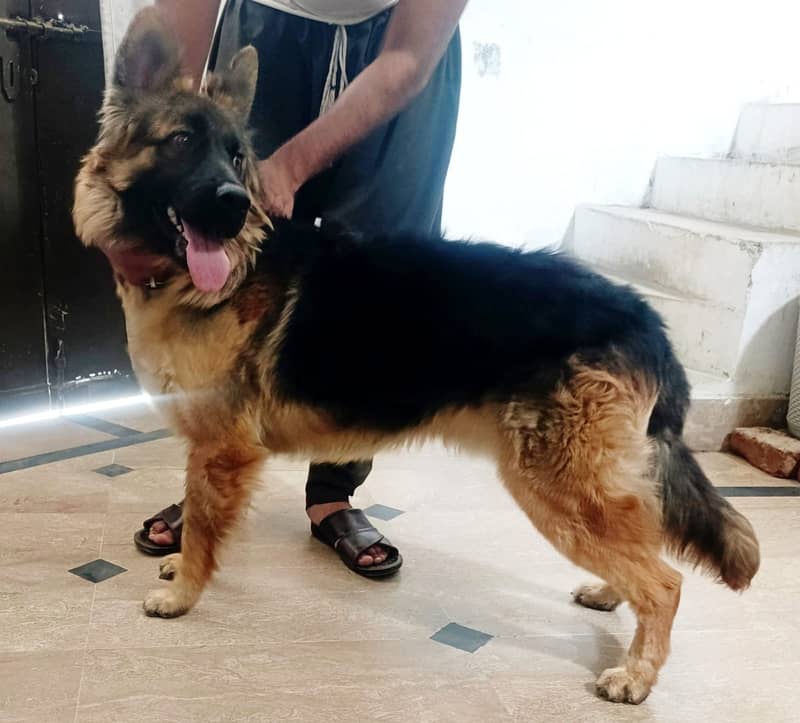 German Shepherd Male Available for Sale 1