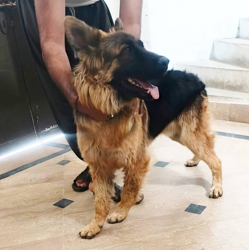 German Shepherd Male Available for Sale 2