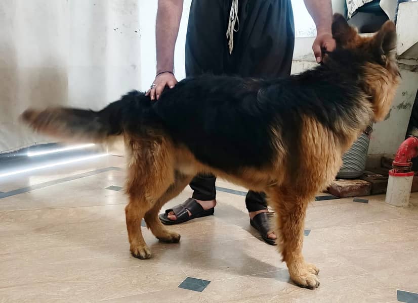 German Shepherd Male Available for Sale 3