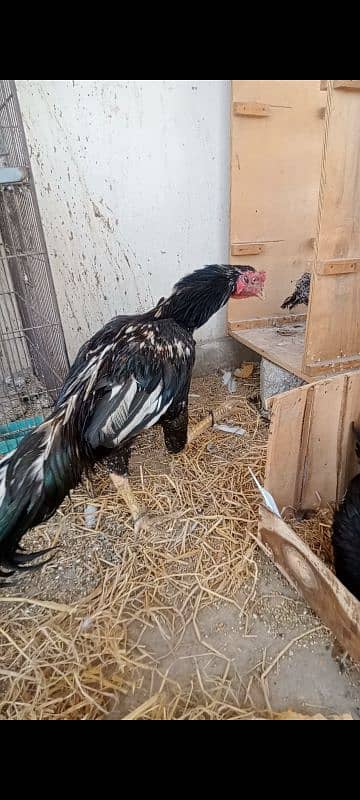 2 male 3 female 1