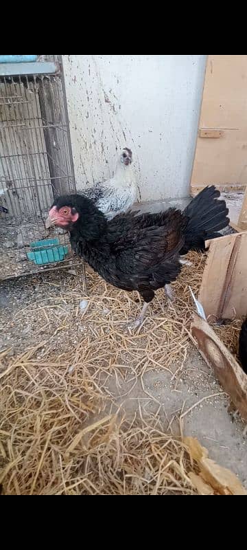 2 male 3 female 3