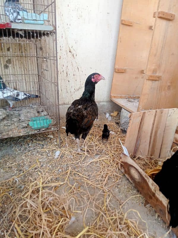 2 male 3 female 5
