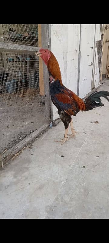 2 male 3 female 8