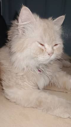 Persian Triple coat male cat