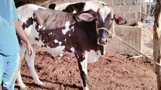 cow 2 dant mid range