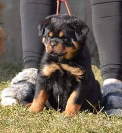 Rottweiler