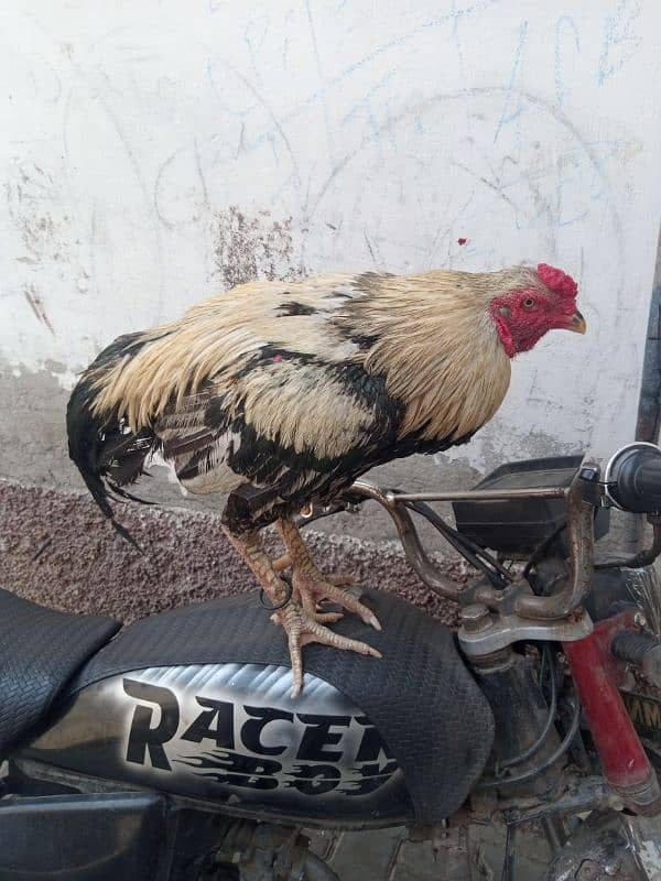 aseel jawa  sale 0
