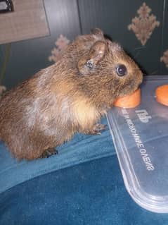 guinea