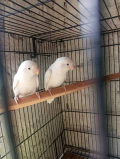 Albino