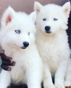 white