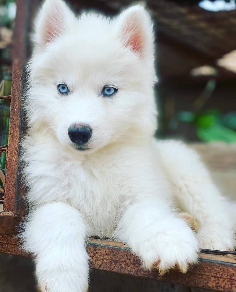 white Siberian husky | white husky puppy | Dog 2