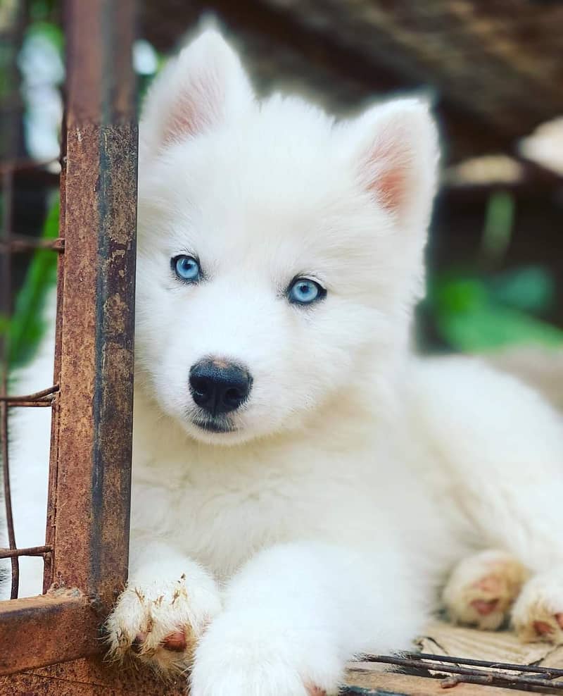 white Siberian husky | white husky puppy | Dog 3