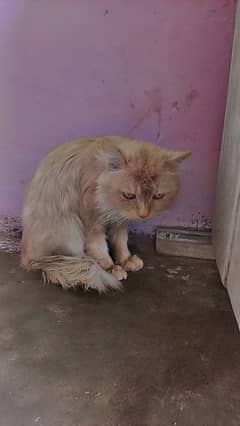 cat