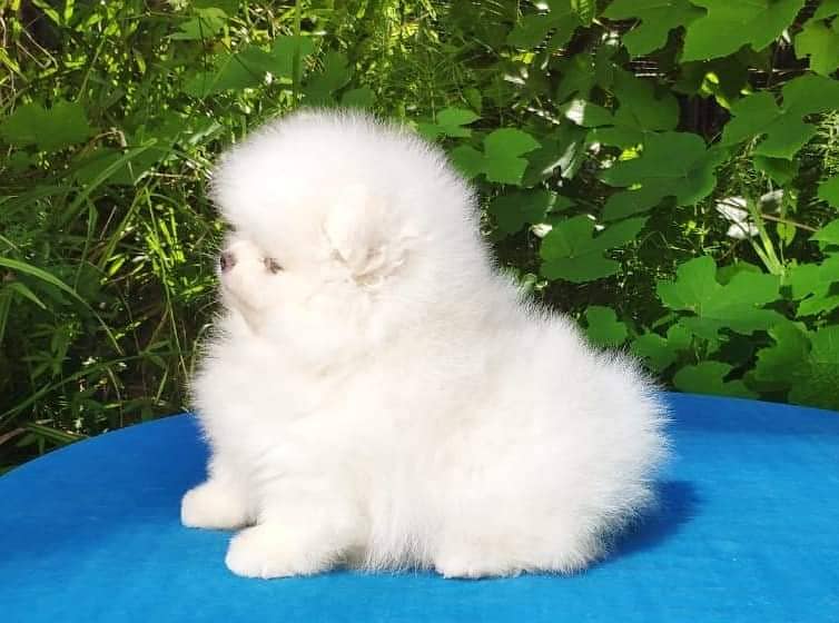 teacup pomeranian Puppy for sale | high quality Dog male & femal 1