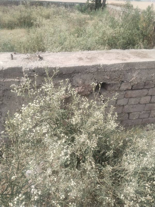 3 mirla plot near CA Gold just price 450,000 per mirla 2