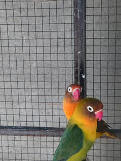 3 pairs & 1 male