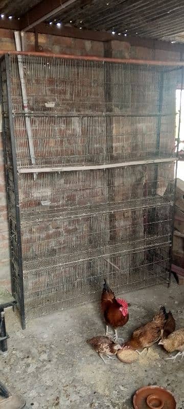 Cages 3