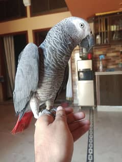 Gray parrot