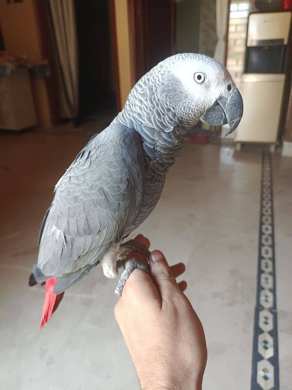 Gray parrot 1