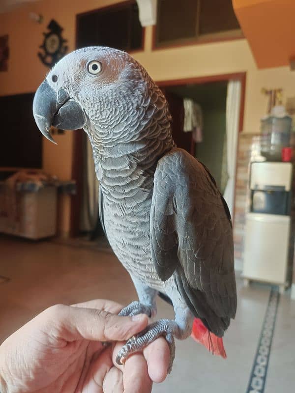 Gray parrot 2