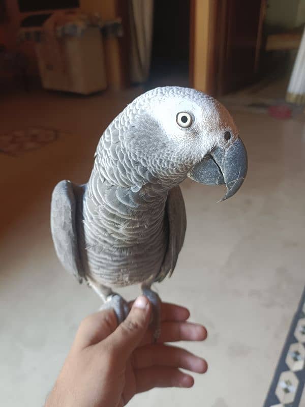 Gray parrot 3