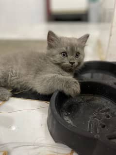 persian kitten tripple coated