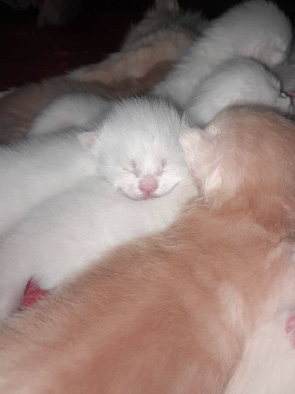 persion kittens for sale 1