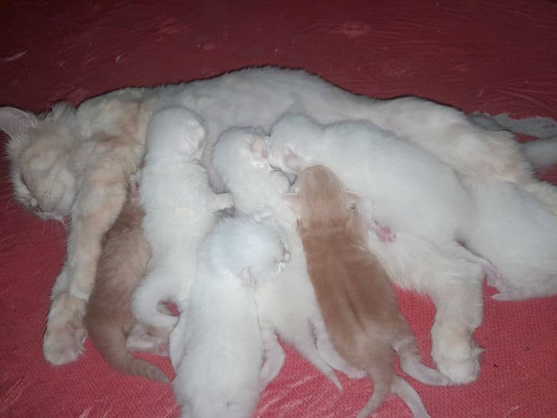 persion kittens for sale 2