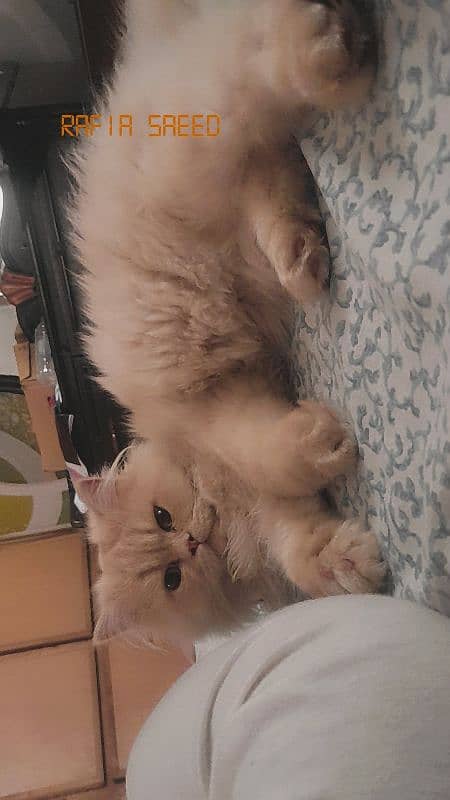persion kittens for sale 3
