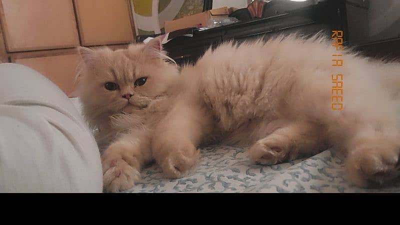 persion kittens for sale 4